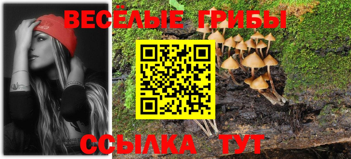 что такое   Вход с VPN  Саратов  Псилоцибиновые грибы Psilocybe 